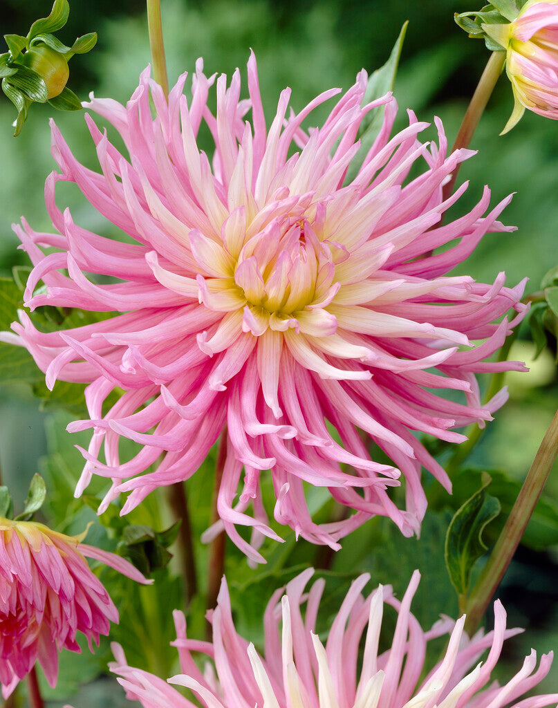 Dahlia Cactus Stars favoritt 1-pakning